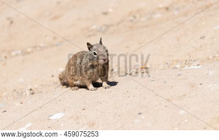 Fluffy Ground-squirrel Rodent Animal Sitting On Rocky Soil