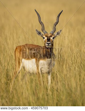 Wild Male Blackbuck Or Antilope Cervicapra Or Indian Antelope Head On With Long Horns Portrait In Na