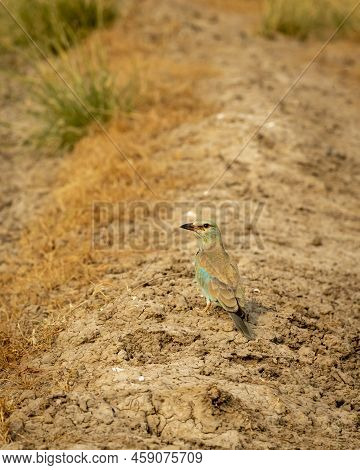 Multi Color Bird Eurasian Or European Roller Or Coracias Garrulus On Ground In Search Of A Insect Ki