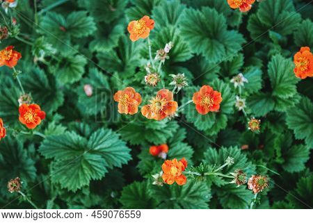 Chilean Avens, Scarlet Avens Red Flowers In Garden, Geum Coccineum Floral Background