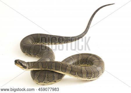 Common Puff-faced Water Snake (homalopsis Buccata), Banded Water Snake, Or Banded Puff-faced Water S