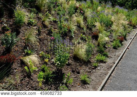 Beds Of Newly Planted Flowers Are Planted And Mulched With Bark. Bluebells And Cypresses, Paths Stre
