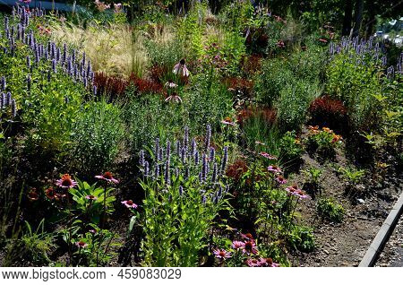 Beds Of Newly Planted Flowers Are Planted And Mulched With Bark. Bluebells And Cypresses, Paths Stre