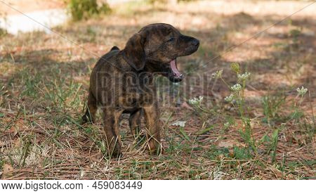 Funny Dog: Portrait Of Puppy Yawns In The Garden