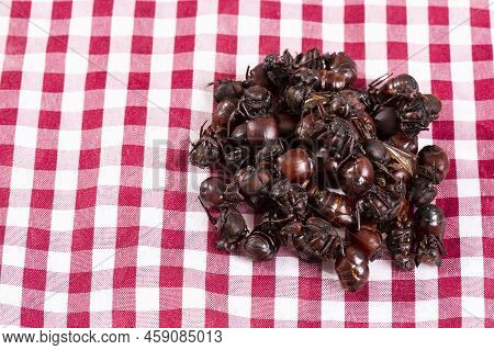The Tradition Of The Santander Culonas Ants - Colombian Gastronomy
