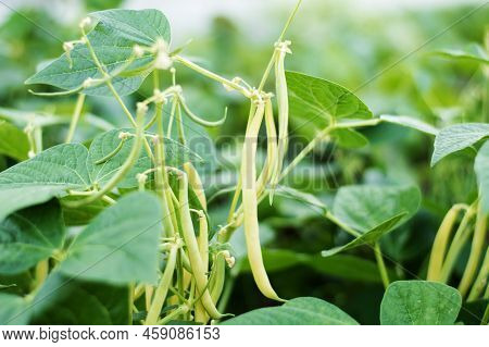 Vegetable Garden With Growing Green Peas. Green Pea Pods Ripe On Bush. Ripen Green Peas. Pods Of Rip