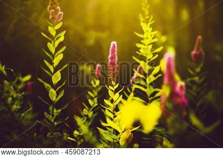 Beautiful Pink Spirea Flowers Bloom On Thin Stems In The Grass In The Forest, Illuminated By Warm Su