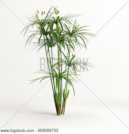 3d Illustration Of Cyperus Alternifolius Isolated On White Background