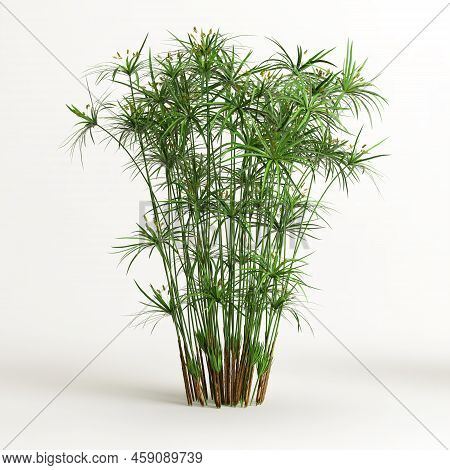 3d Illustration Of Cyperus Alternifolius Isolated On White Background