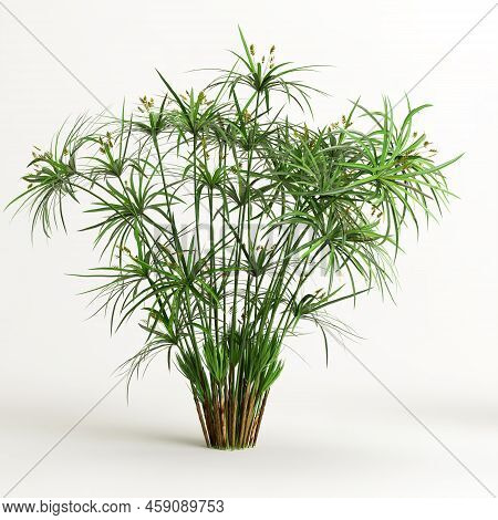 3d Illustration Of Cyperus Alternifolius Isolated On White Background