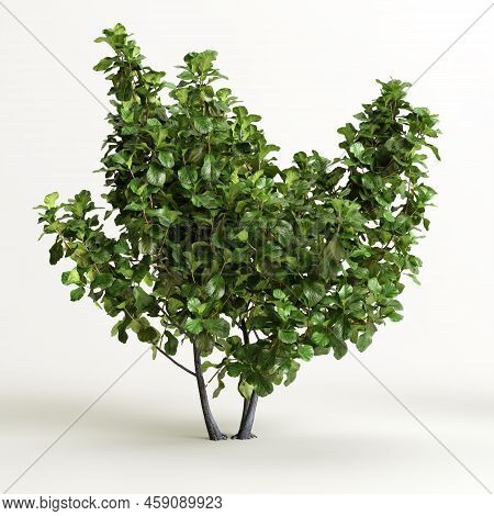 3d Illustration Of Ficus Tree Isolated On White Background