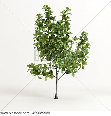 3d Illustration Of Ficus Tree Isolated On White Background