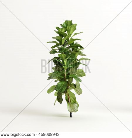 3d Illustration Of Ficus Tree Isolated On White Background