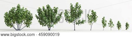 3d Illustration Of Set Ficus Tree Isolated On White Background