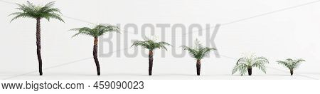 3d Illustration Of Set Cyathea Tree Isolated On White Background