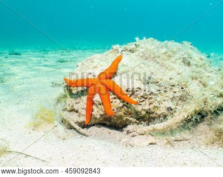 A Seastar On A Rock At A Sandy Beach. Mediterranean Holiday Photo. Turquoise Blue Water In The Backg