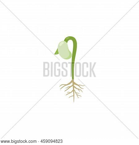 Kidney Bean With Sprout And Roots, Flat Vector Illustration Isolated On White Background.