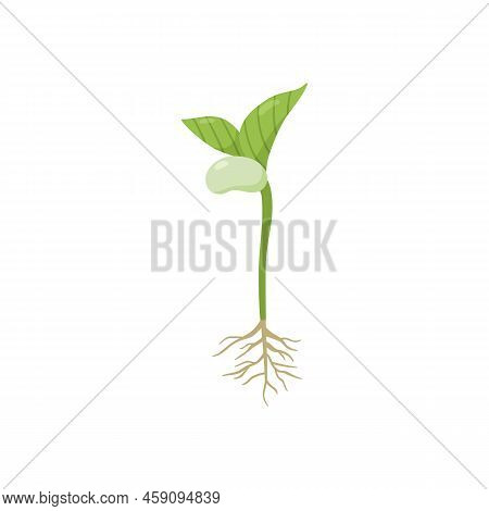 Germination Process With Kidney Bean, Roots And First Leaves, Flat Vector Illustration Isolated On W