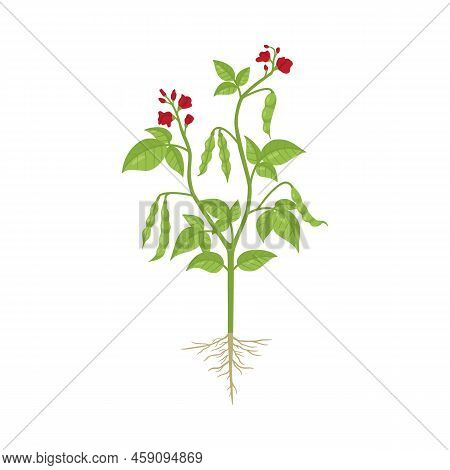 Whole Bush Of Kidney Beans Flat Vector Illustration Isolated On White.