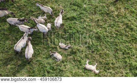 A Small Foals Of A Tarpan Wild Horse Lies On The Grass. Tarpan Horses In Nature. Wild Horses. Wildli