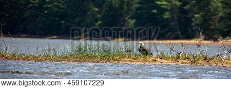 Bald Eagle (haliaeetus Leucocephalus) Perched On The Ground On A Small Island, Panorama