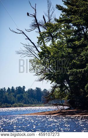 Bald Eagle Perched On A Branch Overlooking The Rainbow Flowage In Northern Wisconsin, Vertical