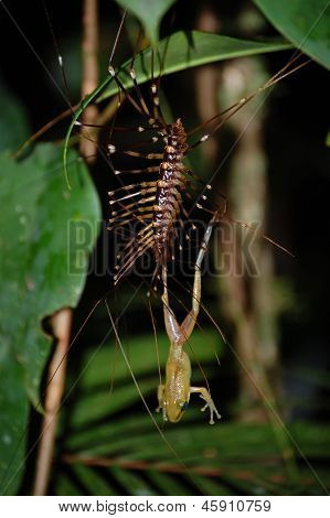 Creepy Crawlies