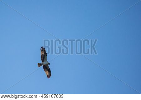 Ospray (pandion Haliaetus) Flying In A Blue Sky, Horizontal