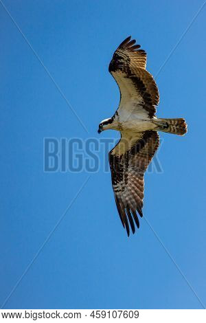 Ospray (pandion Haliaetus) Flying In A Blue Sky, Vertical