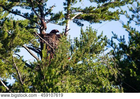 Two Fledgling Bald Eagles (haliaeetus Leucocephalus) In Their Nest In Northern Wisconsin, Horizontal