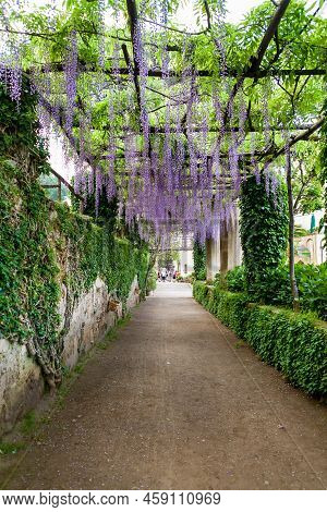 Beautiful Purple Wisteria In Bloom At Vile Cimbrone In Ravello, Italy.