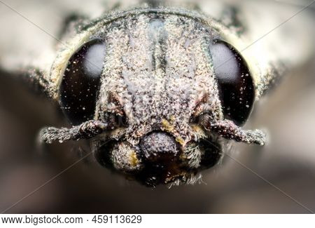 Close-up Portrait Chalcophora Mariana (buprestidae, Coleoptera), Macro Photography In The Wild