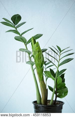 Indoor Plant Zamioculcas Zamifolia, Zanzibar Gem, Zz Plant. Fowering Plant On Light Blue Wall Backgr