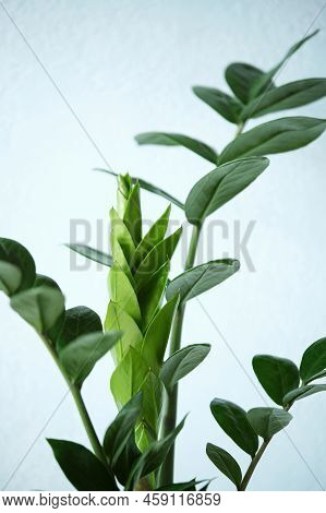 Indoor Plant Zamioculcas Zamifolia, Zanzibar Gem, Zz Plant. Young Stem Home Plant On Light Blue Wall