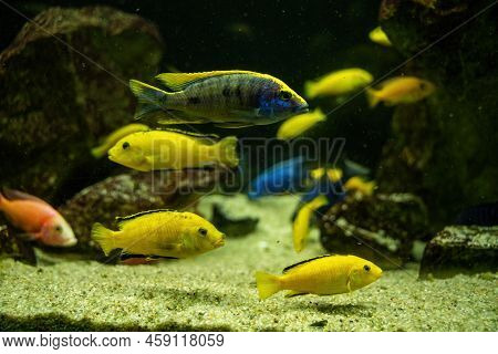 Otopharynx Lithobates And Electric Yellow Cichlid Swimming Underwater