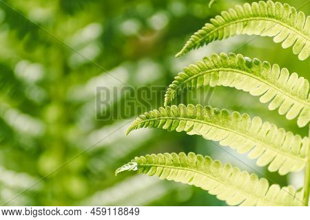 Fern Leaf Closeup, Natural Ferns Pattern. Beautiful Background Made With Young Green Fern Leaves. Be