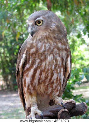 Barking Owl vertikale