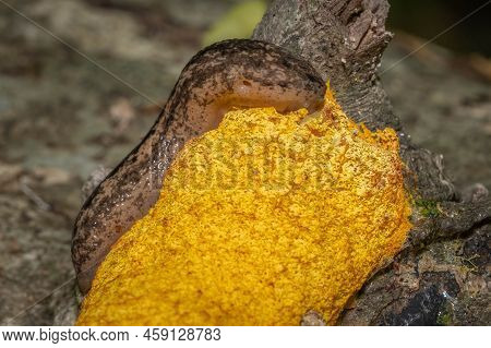 A Carolina Mantleslug (philomycus Carolinianus) Feasts On Dog Vomit Slime Mold (fuligo Septica). Ral