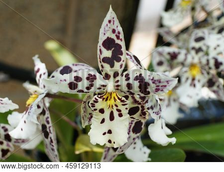 Beautiful White And Dark Speckled Intergeneric Oncidium Hybrid Orchid Flower