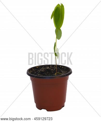 A Dancing Plant Codariocalyx Motorius That Sleeping In The Night. Isolated On White Background.