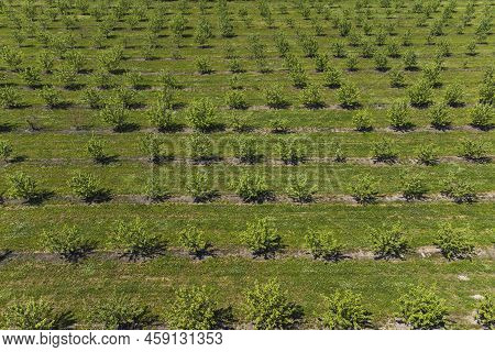 Growing Apples View From A Quadcopter, Orchard Photo From Height, Young Apple Orchard From A Height.