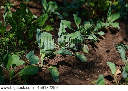 Row Of Young Cabbage Growing In The Organic Open Ground In The Vegetable Garden. Home Gardening In S