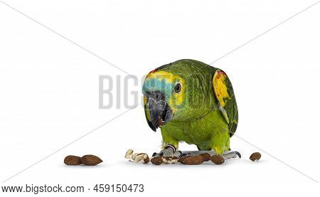 Blue Or Turquoise Fronted Amazone Parrot Aka Amazona Aestiva, Sitting Facing Front Eating. Looking D