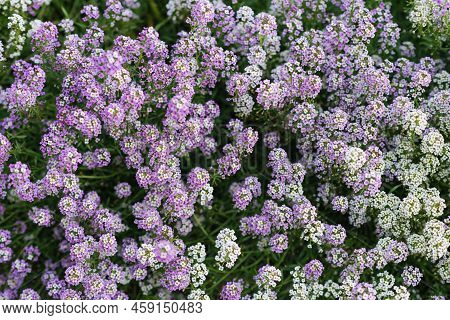 Purple And White Summer Flower Fields Of Alissum