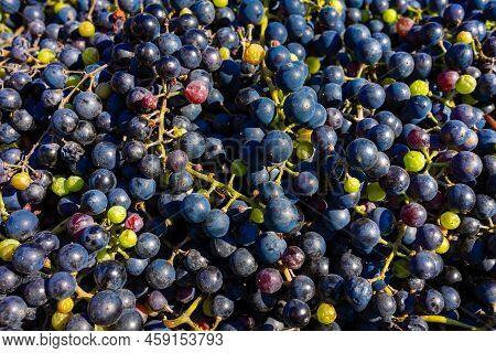 Background Of Freshly Picked Grapes. Bunch Of Picked Blue Grapes. Grape Background With Place For Te