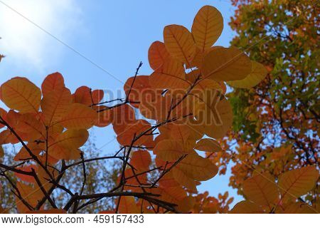 Leaves Of Cotinus Coggygria Against Blue Sky In November