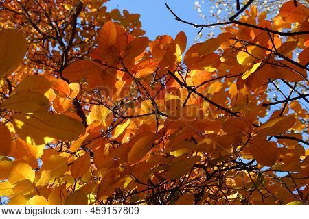 Vibrant Autumnal Foliage Of Cotinus Coggygria In November