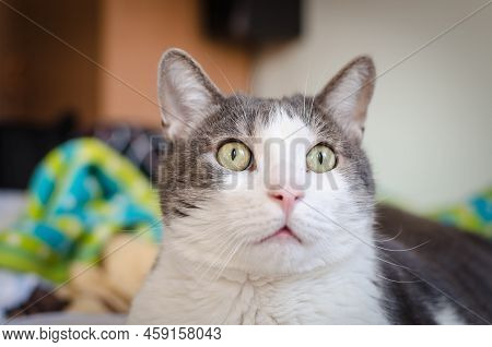 Portrait Of A Pet Gray And White Cat.