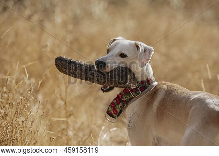 Funny Face Portrait Of A Dog With A Firewood Against A Background Of Golden Grass