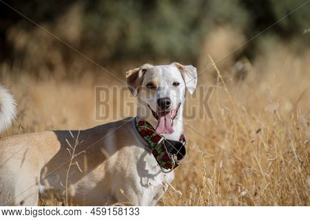 Face Portrait Of A Female Dog Against A Background Of Golden Grass